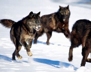 Preview wallpaper wolves, hunt, snow, dogs, predators