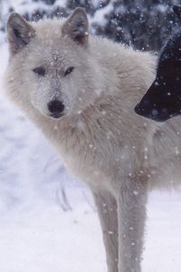 Preview wallpaper wolves, pair, predator, snow, dogs