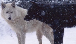 Preview wallpaper wolves, pair, predator, snow, dogs