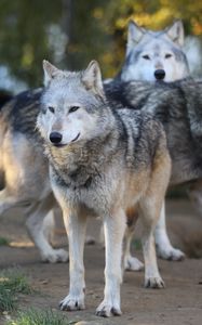 Preview wallpaper wolves, predator, flock, glance