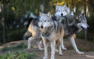Preview wallpaper wolves, predator, flock, glance