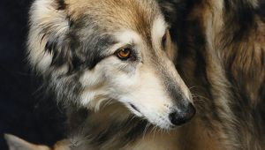 Preview wallpaper wolves, predator, glance, animal