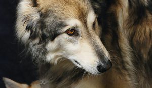 Preview wallpaper wolves, predator, glance, animal
