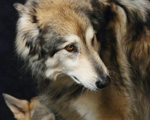 Preview wallpaper wolves, predator, glance, animal