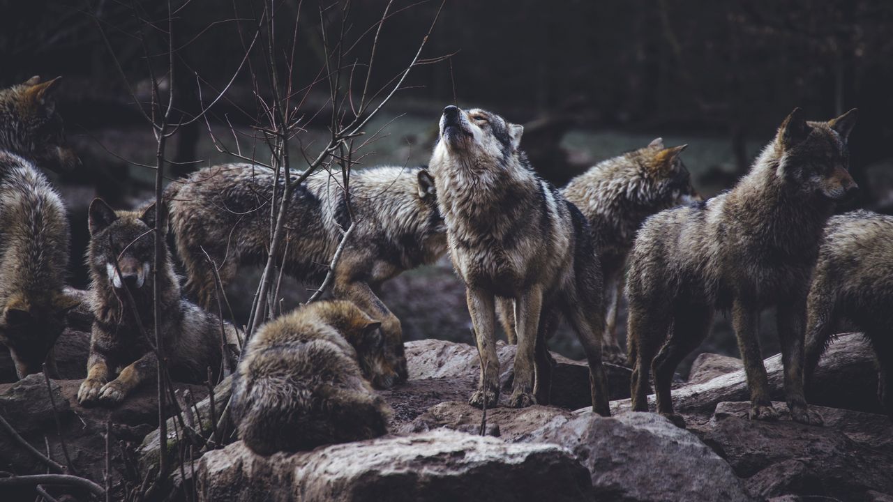 Wallpaper wolves, predators, flock, wildlife, gray, howl