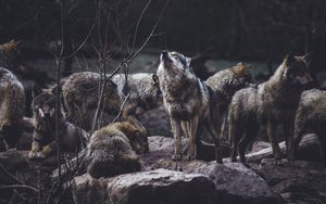 Preview wallpaper wolves, predators, flock, wildlife, gray, howl