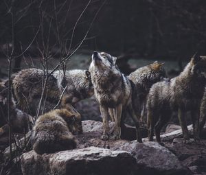 Preview wallpaper wolves, predators, flock, wildlife, gray, howl