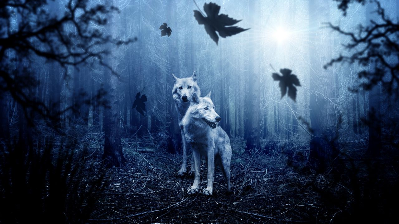 Wallpaper wolves, predators, forest, photoshop