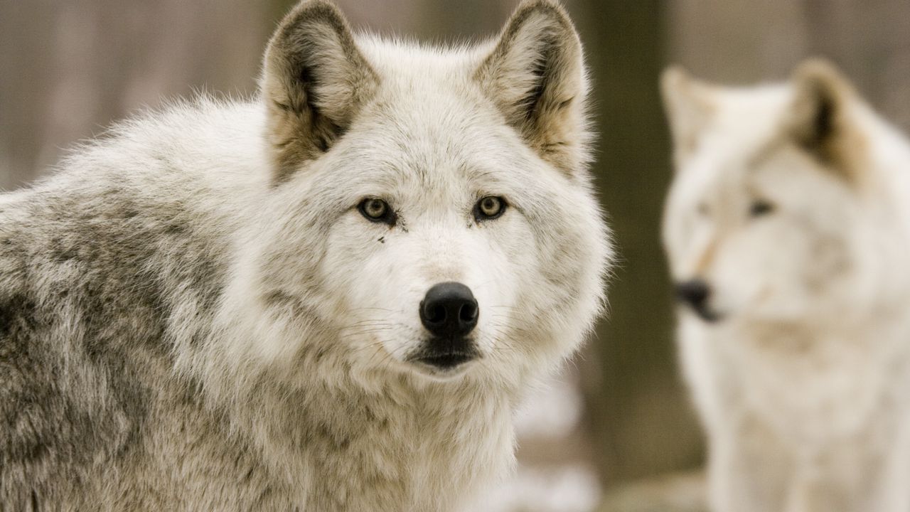 Wallpaper wolves, predators, forest, hunting
