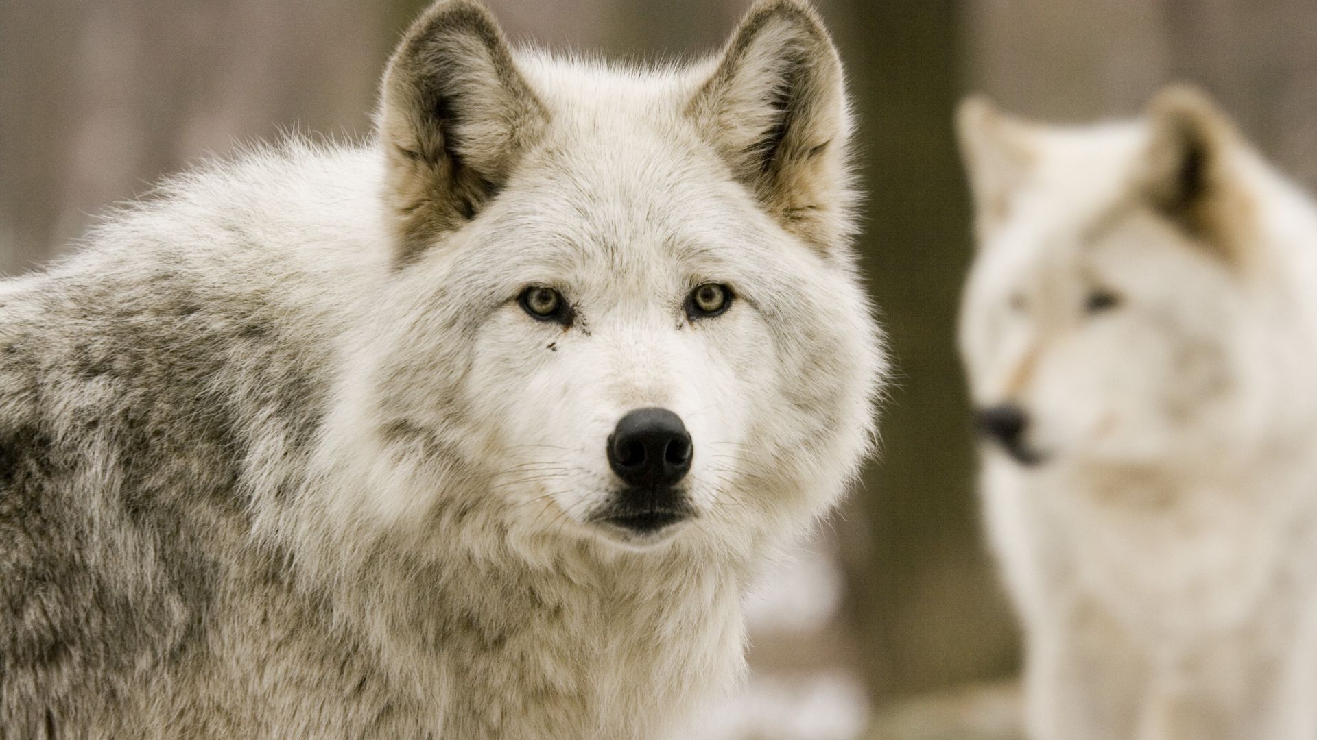 Download wallpaper 1920x1080 wolves, predators, forest, hunting full hd