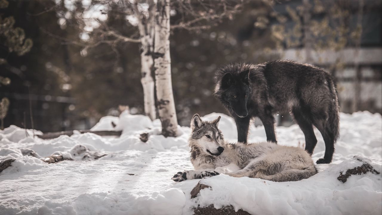 Wallpaper wolves, predators, friendship, snow