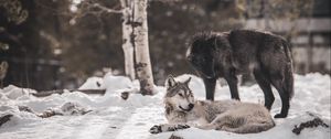 Preview wallpaper wolves, predators, friendship, snow