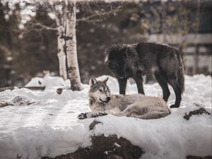 Preview wallpaper wolves, predators, friendship, snow