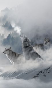 Preview wallpaper wolves, predators, snow, winter, howl