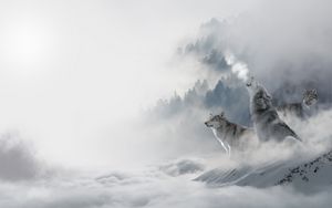 Preview wallpaper wolves, predators, snow, winter, howl