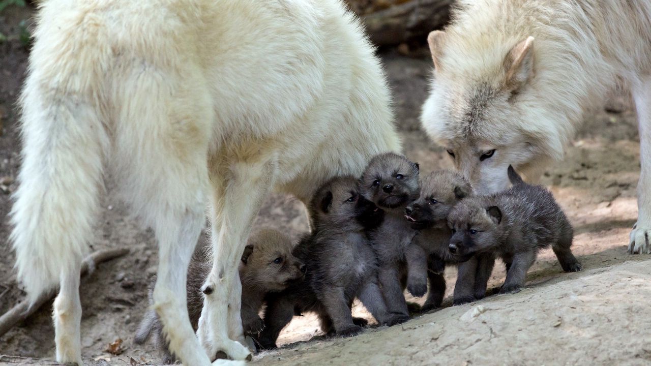 Wallpaper wolves, puppies, cubs, care