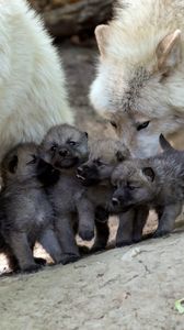 Preview wallpaper wolves, puppies, cubs, care