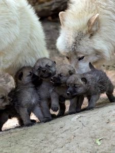 Preview wallpaper wolves, puppies, cubs, care