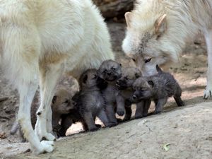 Preview wallpaper wolves, puppies, cubs, care