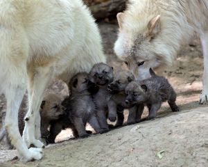 Preview wallpaper wolves, puppies, cubs, care