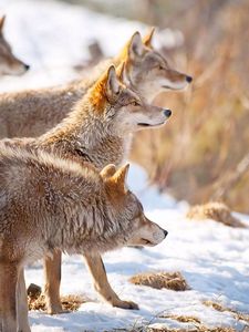 Preview wallpaper wolves, snow, flock, winter, hunting