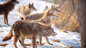 Preview wallpaper wolves, snow, flock, winter, hunting