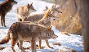 Preview wallpaper wolves, snow, flock, winter, hunting