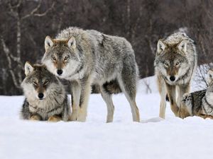 Preview wallpaper wolves, snow, pack, predator