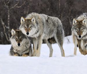 Preview wallpaper wolves, snow, pack, predator