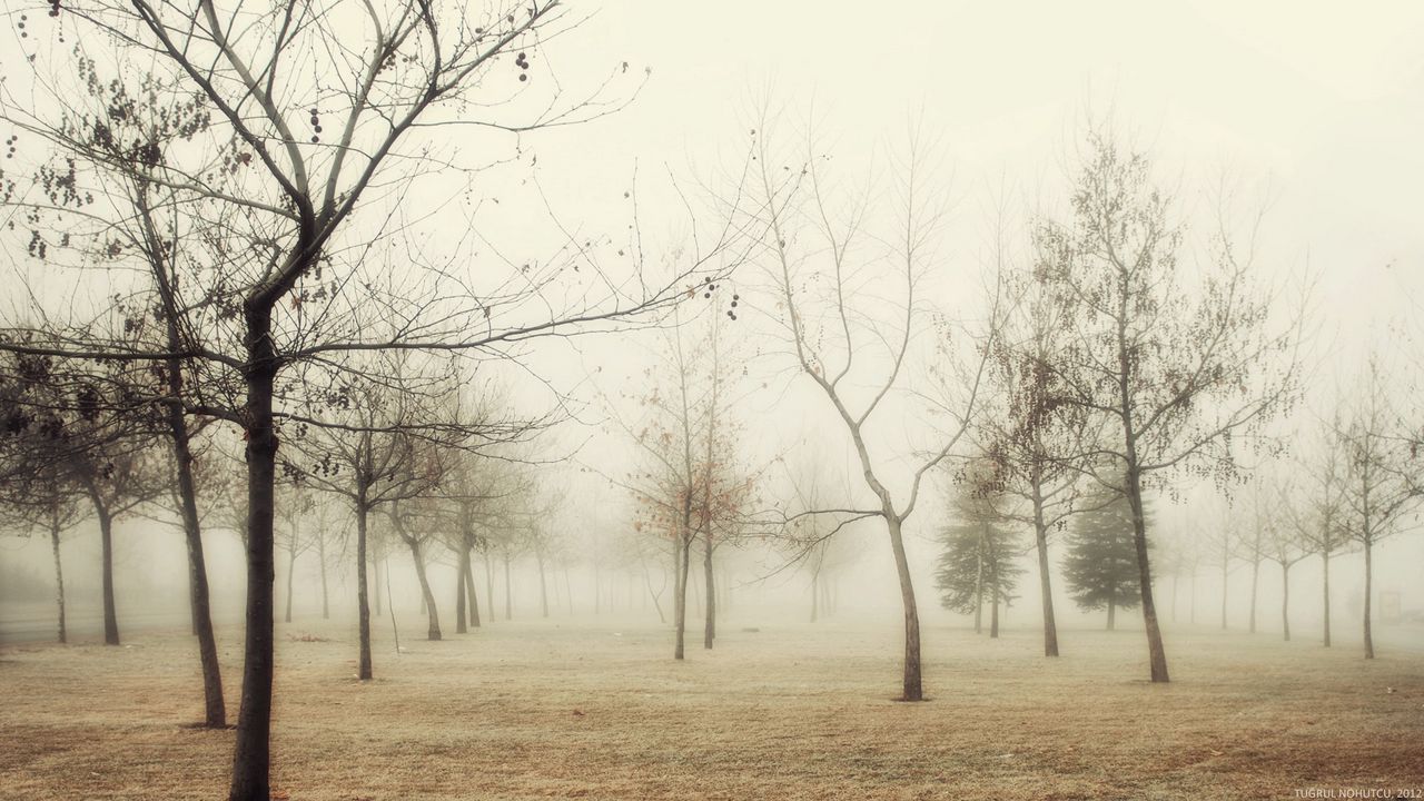 Wallpaper wood, autumn, trees, fog, young growth, hoarfrost, grass, withering, morning