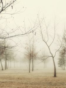 Preview wallpaper wood, autumn, trees, fog, young growth, hoarfrost, grass, withering, morning