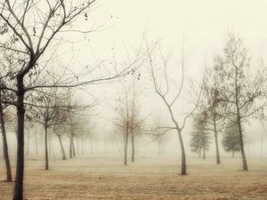 Preview wallpaper wood, autumn, trees, fog, young growth, hoarfrost, grass, withering, morning