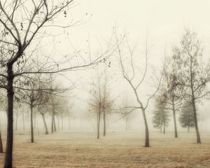 Preview wallpaper wood, autumn, trees, fog, young growth, hoarfrost, grass, withering, morning