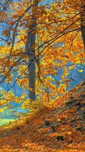 Preview wallpaper wood, autumn, trees, leaves, background, orange, blue