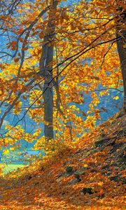 Preview wallpaper wood, autumn, trees, leaves, background, orange, blue