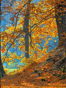 Preview wallpaper wood, autumn, trees, leaves, background, orange, blue