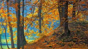 Preview wallpaper wood, autumn, trees, leaves, background, orange, blue