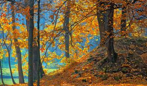 Preview wallpaper wood, autumn, trees, leaves, background, orange, blue