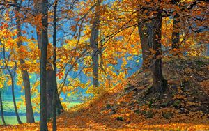 Preview wallpaper wood, autumn, trees, leaves, background, orange, blue