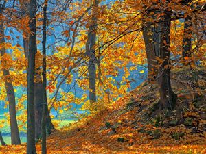 Preview wallpaper wood, autumn, trees, leaves, background, orange, blue