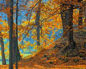 Preview wallpaper wood, autumn, trees, leaves, background, orange, blue