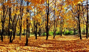 Preview wallpaper wood, autumn, young growth, leaf fall, shadows, park, avenue
