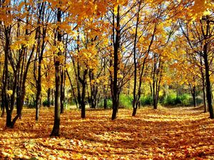 Preview wallpaper wood, autumn, young growth, leaf fall, shadows, park, avenue