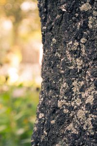 Preview wallpaper wood, bark, blurring