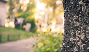 Preview wallpaper wood, bark, blurring