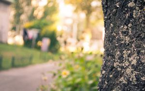 Preview wallpaper wood, bark, blurring