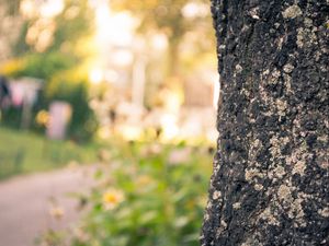 Preview wallpaper wood, bark, blurring