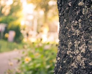 Preview wallpaper wood, bark, blurring