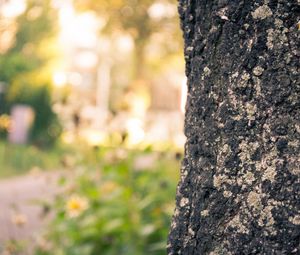 Preview wallpaper wood, bark, blurring