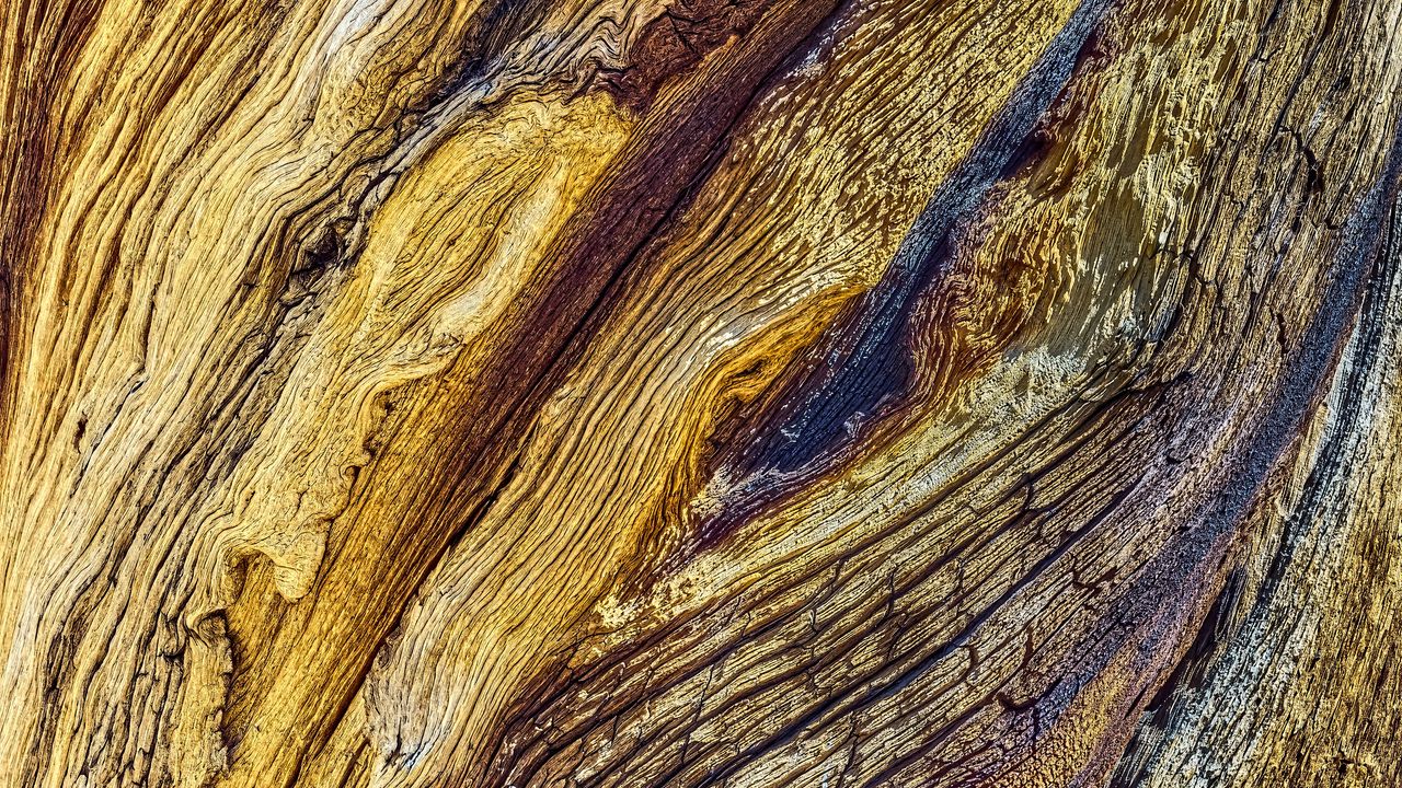 Wallpaper wood, bark, relief, macro